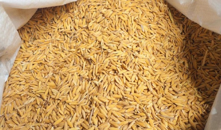 तनहुँमा कृषकलाई धानको बिउ वितरण